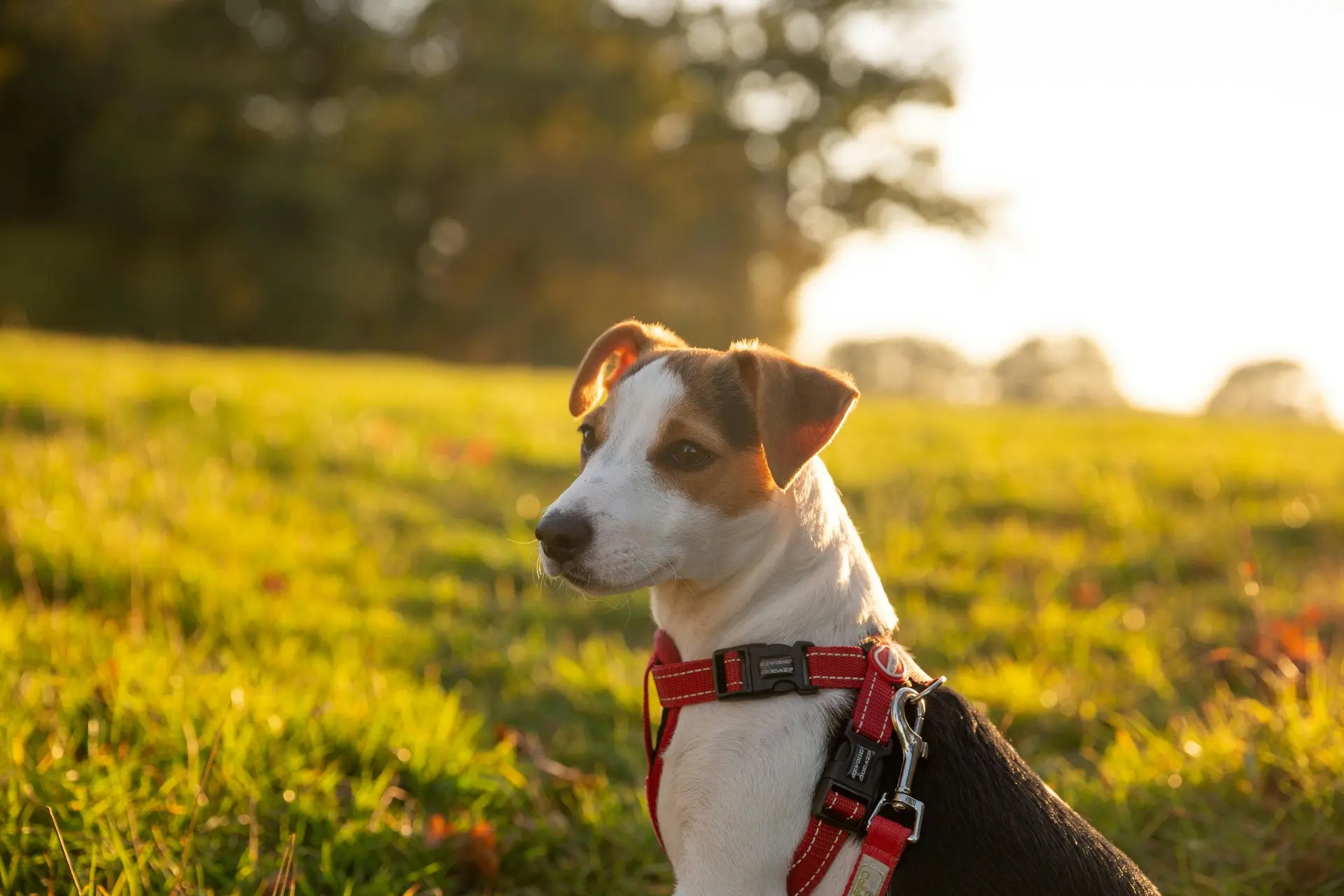 puppy collars and harnesses